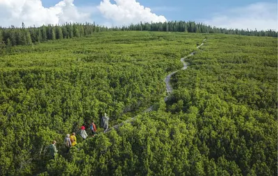 a group of people walking on a path through a forest at Stunning Apartment In Pohorje With Wifi in Pohorje