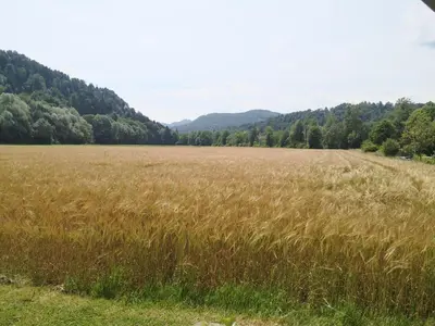 a field of tall grass with mountains in the background at Počitniška prikolica Zeleni raj in Podnart