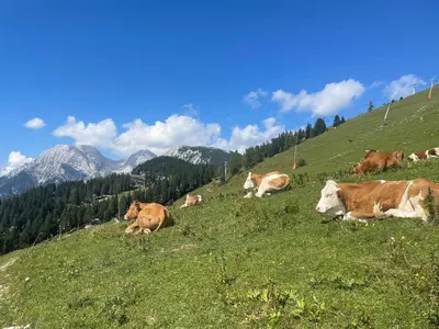 a herd of cows laying on a grassy hill at New cosy apartment in nature - Krvavec in Cerklje na Gorenjskem