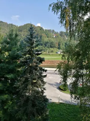 a large pine tree in the middle of a park at Studio Belaj in Celje