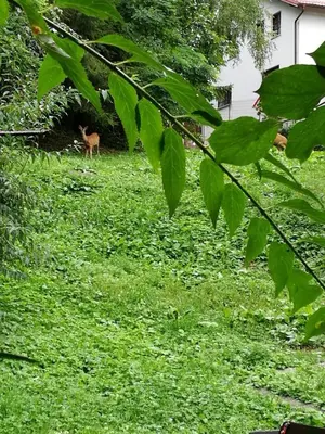 a gazelle standing in a field of green grass at Studio Belaj in Celje