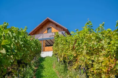 a house in the middle of a bunch of vines at Holiday home in Trzisce - Kranjska (Krain) 54981