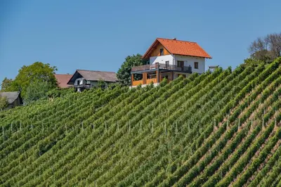 a house on a hill next to a vineyard at Vineyard cottage Mehak in Telče
