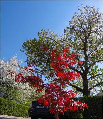 a tree with red leaves in front of a car at Studio Southwest 2 semi-basement in Ljubljana
