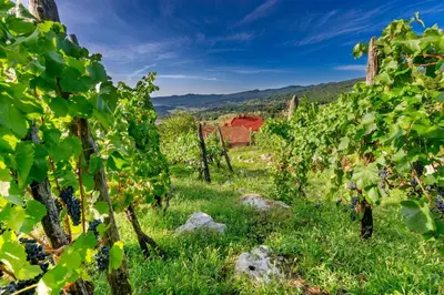 Gallery image of Vineyard Cottage Bahor - Happy Rentals in Črnomelj