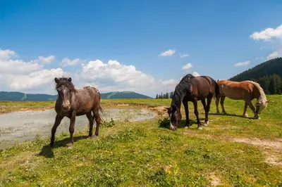 three horses standing in a field eating grass at Farmhouse Raspberry Pool&Wellness - Happy Rentals in Vransko