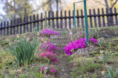 a garden with purple flowers and a fence at Hiška pod Rudnico 1 in Podčetrtek