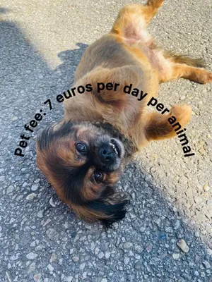 a dog laying on its back on the road at Vamiš in Gornji Petrovci