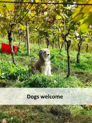 a dog sitting in the grass next to trees at Holiday home in Otocec - Kranjska Krain 26039 in Otočec